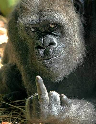  photo gorilla-middle-finger_zpsaad71644.jpg