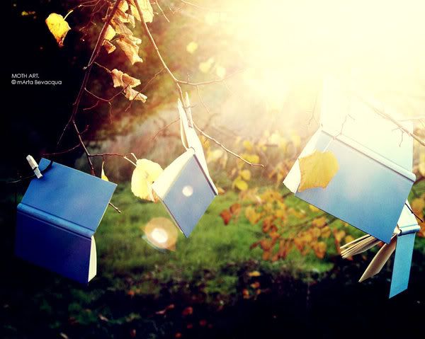 [Image: sunset_in_books___land__by_m0thyyku.jpg]