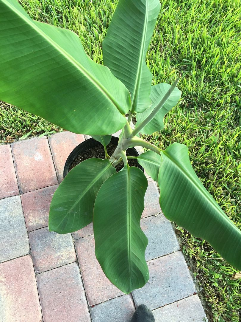  photo IMG_0832_zpslktcq8wn.jpg