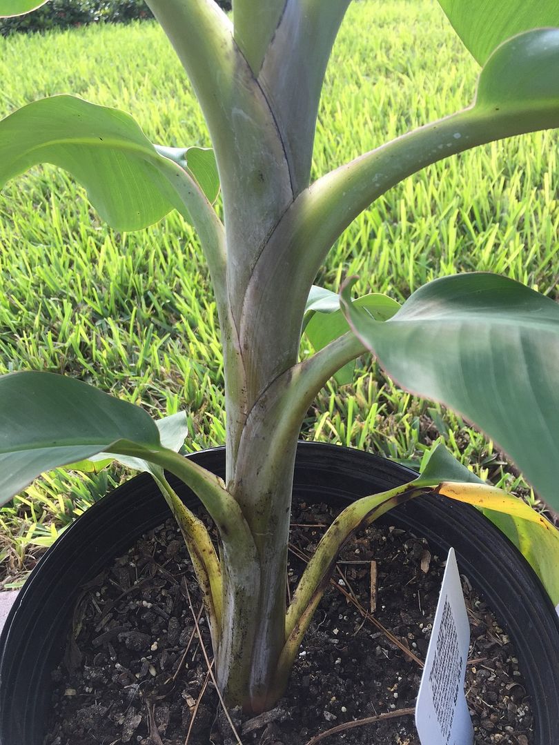  photo IMG_0833_zpsbnoczoyk.jpg