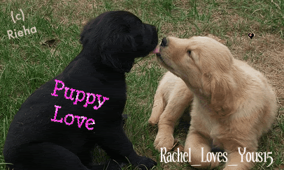 puppylove-1.gif picture by rachellr13