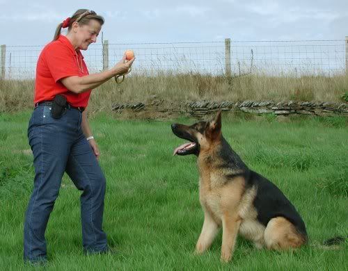 dog-training photo:How To dogs obedience training 