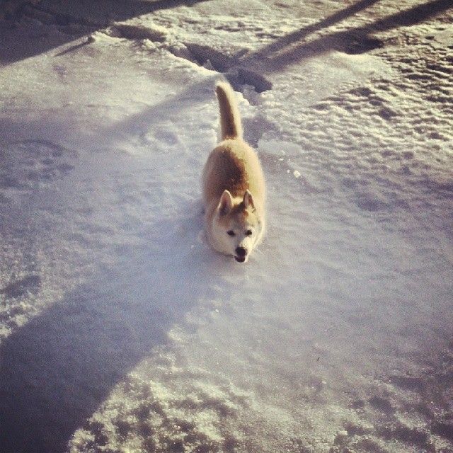 os pongo una foto de mi perrita