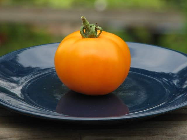 amana orange tomato