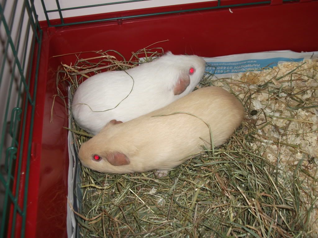 DSCF2768.jpg