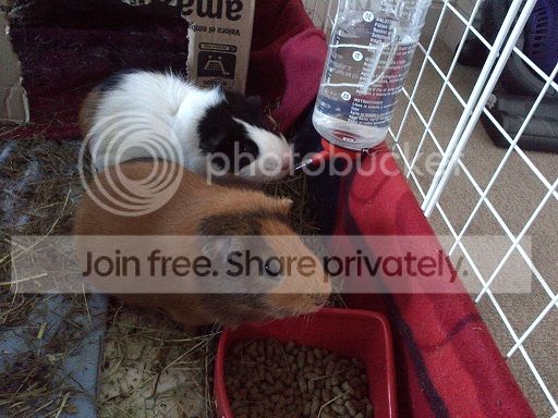 guineas5_v2_zps4bfa4b05.jpg