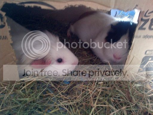 resting_guineas_v2_zps0013e7c4.jpg